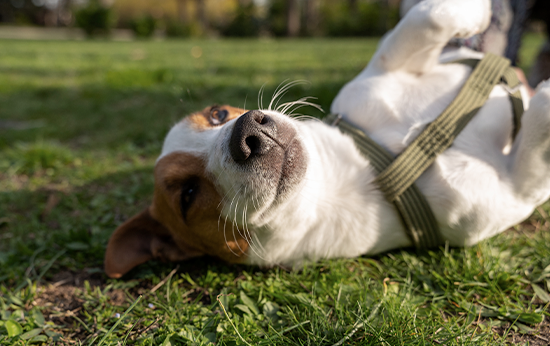 Seguro de Responsabilidade Civil Animais Domésticos