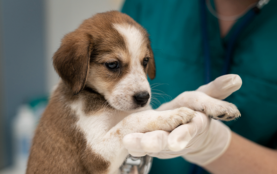 Seguro de Saúde Animais Domésticos